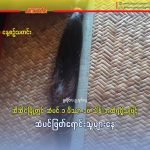 ဆီဆိုင်မြို့တွင် ဆံပင်တပိဿာကို ၁၀ သိန်းအထိ ရရှိသဖြင့် ဆံပင်ဖြတ်ရောင်းသူများနေ
